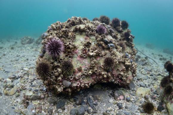 Ungeliebter Meeresbewohner: Seeigel haben sich an der nordnorwegischen Küste stark vermehrt, sodass Tangwälder verschwunden sind.